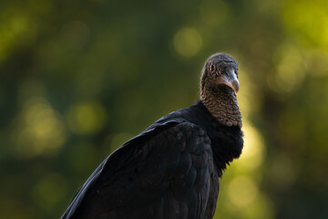 Black Vulture Portrait
