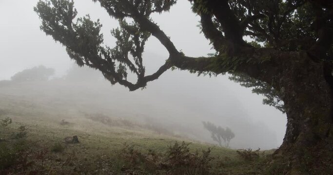 Vereda do Fanal timelapse, Madeira Island, Portugal
