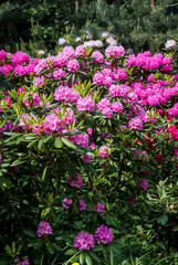 Catawba Rhododendron Cultivar (Rhododendron catawbiense) in park