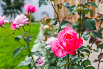 
bright red rose against the background of a historic site