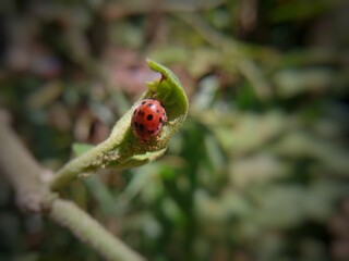 ladybug on grass