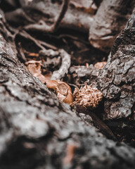 close up of a tree bark