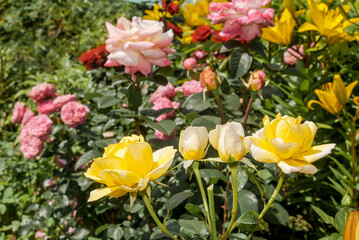 Garden Rose (Rosa hybrida) in garden
