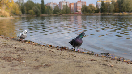 Two pigeons stand in the water on the shore of a lake within the city. The bird looks directly into the camera. Multi-storey houses in the background. Autumn city landscape.