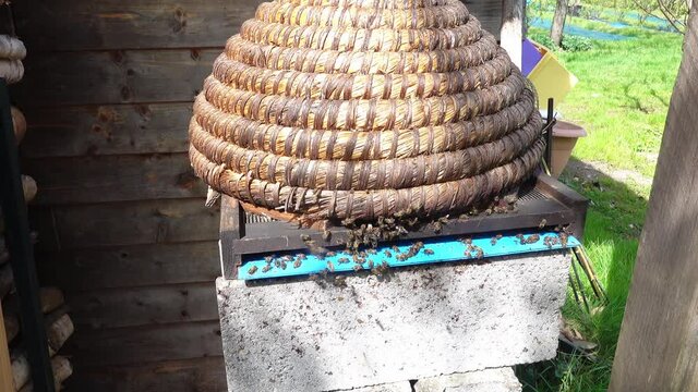 old traditional bees hive in the garden with insects colony flying around