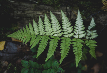 fern leaves