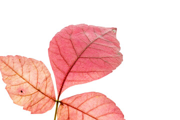 Close up red leaves in autumn