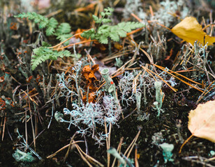 frost on plant