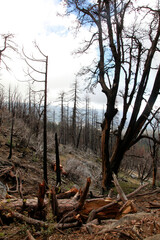 山火事の跡に立つ焼け焦げた樹木
