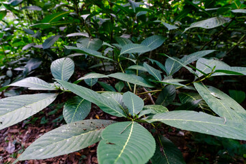 leaves in the forest