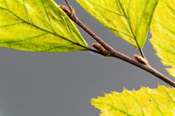 leaves of an beech tree in autumn