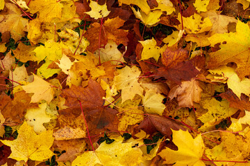 Yellow autumn leaves background