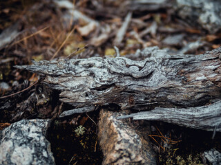 bark of a tree
