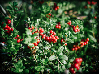 christmas holly berries