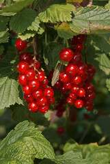 Redcurrant (Ribes rubrum) in orchard