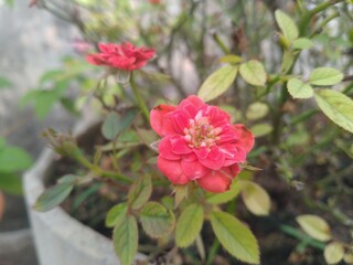 Fototapeta premium pink rose bush