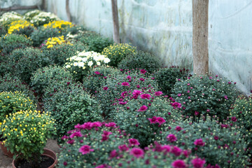 chrysanths inside of a greenhouse