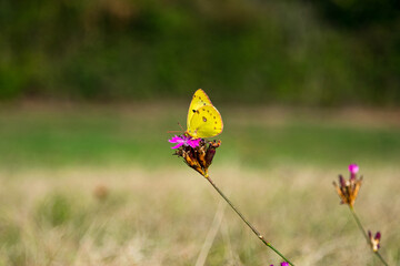 butterfly on a flower