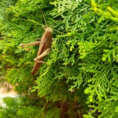 nature, green, insect, animal, grasshopper, brown, tree, grass, leaf, macro, wildlife, squirrel, forest, bug, wild, outdoors, plant, closeup, leaves, garden, summer, moss