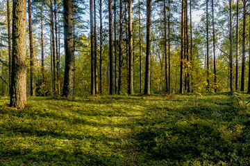 Fototapeta premium Sunny morning in a pine forest.
