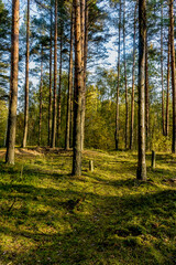 Sunny morning in a pine forest.