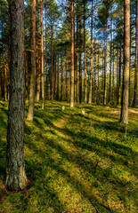 Sunny morning in a pine forest.