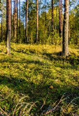 Obraz premium Sunny morning in a pine forest.