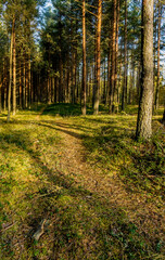 Fototapeta premium Sunny morning in a pine forest.