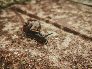 snail