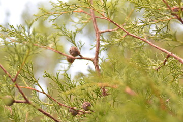 tree, spring, nature, branch, green, flower, blossom, leaf, plant, sky, garden, summer, bloom, season, beauty, white, cherry, blue, forest, grass, flowers, growth, flora, bud, leaves