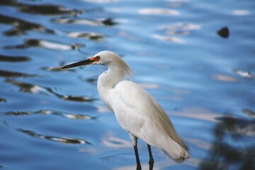 Garza blanca en la orilla del lago
