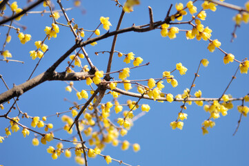 青空とロウバイ