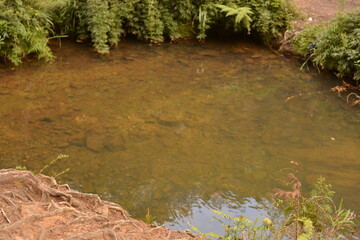 water, river, nature, stream, green, forest, landscape, tree, pond, trees, moss, autumn, stone, lake, rock, fall, summer, beautiful, grass, beauty, natural, rocks, leaves, mountain, foliage