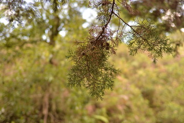tree, nature, spring, green, sky, flower, branch, forest, white, blossom, summer, plant, leaves, leaf, blue, flowers, trees, flora, season, woods, foliage, bloom, branches, natural, bright