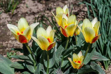 Tulipa greigii Cultivar (Tulipa greigii) in garden