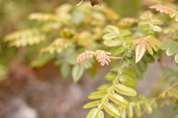 plant, nature, tree, green, spring, flower, branch, leaf, leaves, blossom, summer, macro, garden, bud, flowers, forest, growth, flora, closeup, fresh, birch, bloom, beauty, bush, season