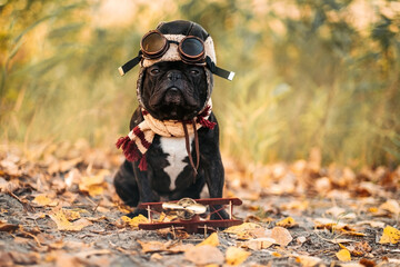 Humorous french bulldog in a cap and goggles of a pilot on a background of grass