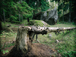 Fototapeta na wymiar tree stump