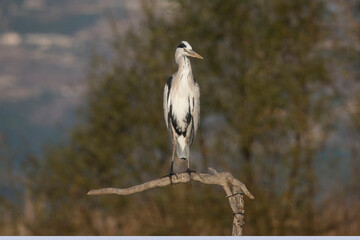 Grey Heron in the Weerribben the Netherlands.