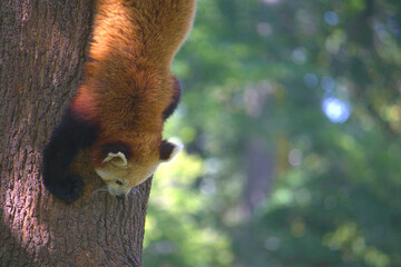 Süßer, roter Panda, der neugierig einen Baum hinunterklettert