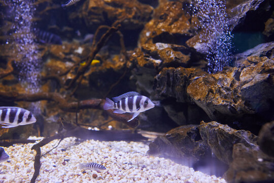 Kenyi cichlid Maylandia lombardoi aquarium fish swimming at aquarium. (Maylandia zebra).