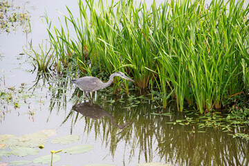 Grey Heron in the Weerribben the Netherlands.