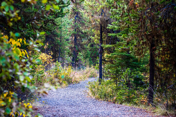 Gravel trail along forest in October