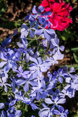Woodland Phlox (Phlox divaricata) in garden