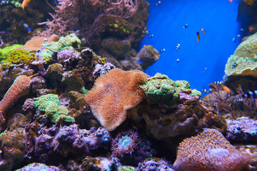 Sea anemone and different fish in marine aquarium.
