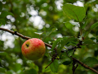 Ripe big apple with drops of rain on the tree. Green leaves.