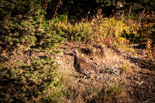 Sooty Grouse (Dendragapus Fuliginosus) On Mountain Road