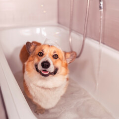 dog in bath