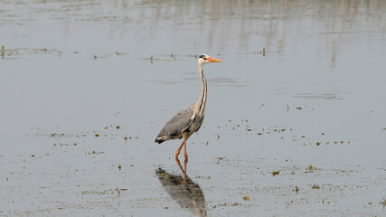 Grey Heron in the Weerribben the Netherlands.