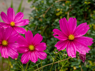 Obraz premium Beautiful Fushia flowers in a garden